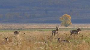 Herd Pronghorn Antelope Standing Field Stock Footage Video (100% Royalty-free) 13007159 | Shutterstock