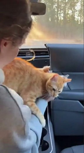 Kindness and positivity are good things Enjoy this heartwarming moment #cat #pets #feelgood