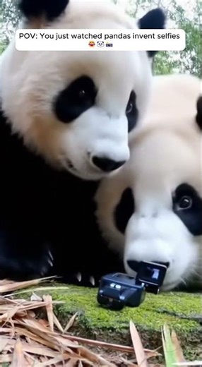 Pandas Accidentally Take Selfies 🐼📸😂 | Cutest Forest Moment #panda #animals