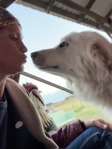 Texas chicken ranch🤠❤️🐓🩵🫡 (@texaschickenranch)’s videos with Bounce When She Walk - Ohboyprince