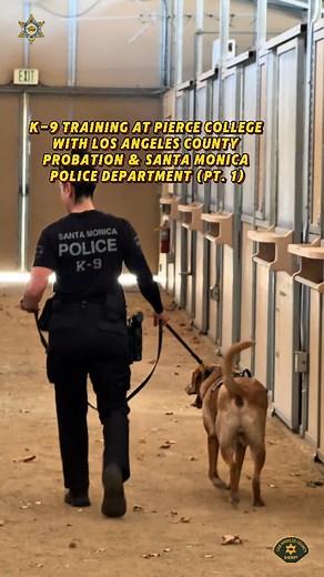 K-9 Training at Pierce College with Los Angeles County Probation & Santa Monica Police Department (Pt. 1) #lasd #k9 | LASD Community College Bureau