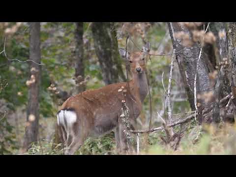 【4K60P】シカの鳴き声（2020年10月6日笠取山）