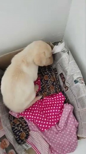 how to sleep labrador puppy | simple tricks