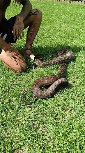 Australian scrub python #snake #outdoors #wildlife #reptiles #nature