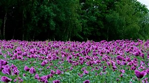 Poppy, Violet, Field. Free Stock Video