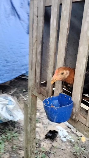 Tips memberi pakan pada ayam | Mitra Unggas