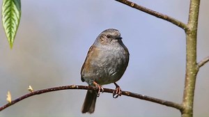 Good morning #Birds & #Nature! Dunnock singing (Prunella modularis) . They are small passerine, or perching bird, found throughout temperate Europe and into Asian Russia. | BIRDS & Nature