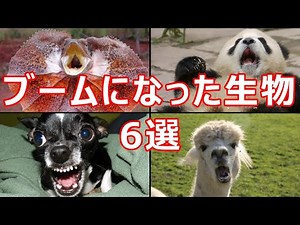 【癒しの動物】日本でブームになった生物6選【ゆっくり解説】