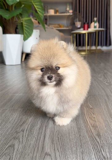 #pomeranian