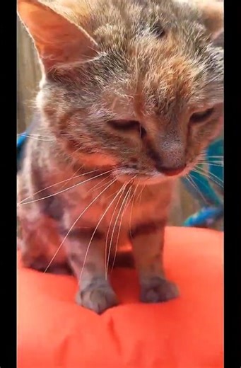 #Prince #WhenDovesCry & Rosa the #cat