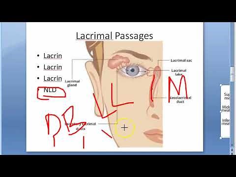 Ophthalmology 395 a Lacrimal Gland Apparatus Anatomy Structure Parts Valve Rosenmuller Hasner Puncta