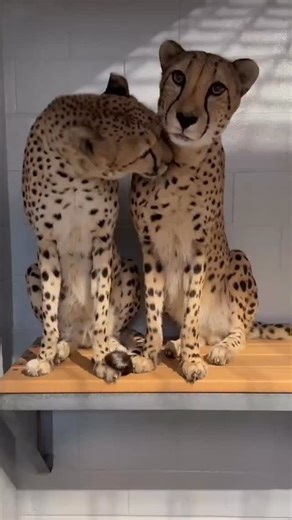 Cheetah self-care spotted! 🐆 Like most cat species, cheetahs spend a good chunk of their day grooming and have special adaptations built just for it! Their tongues are covered in tiny hook-shaped bumps called papillae that are designed to remove dirt, insects and loose fur, leaving them with a clean, sleek coat. 🛀 For cheetahs, grooming is also social! In this video captured by Keeper Lorenda, our brother duo is participating in social grooming which helps them both stay polished while strengt