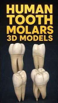 Human Molar Tooth Anatomy: 3D Structure and Function