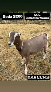 1.4K views | We have some adorable goat kids available. | Left Foot Farm | Facebook