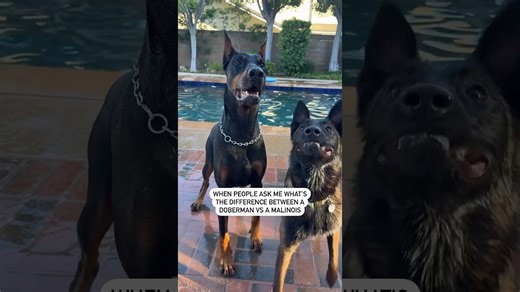 Doberman vs. Malinois—Which Breed Is Right for You?