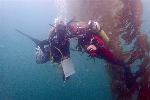 Warming oceans threaten kelp supply