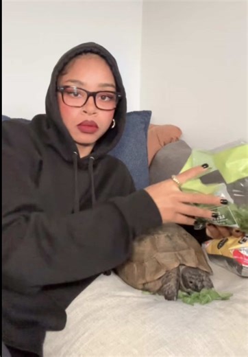 Caring for Your Greek Tortoise: A Pet Owner's Guide