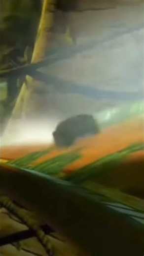 acceleracers live action