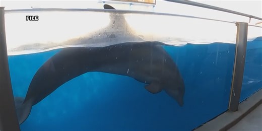 Three Gulf World dolphins sold to Theater of the Sea