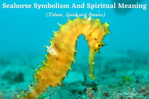 Seahorse Symbolism And Spiritual Meaning (Totem, Spirit and Omens) - Animal Hype