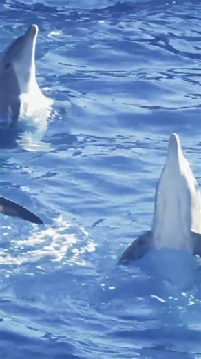 They Have NAMES and COMPLEX Society: The SHOCKING Truth About Dolphin Intelligence