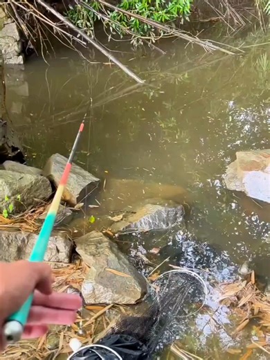 CE POISSON CHAT SE CACHAIT SOUS LES ROCHERS #poisson #pêche #animaux #poissonchat #france🇫🇷