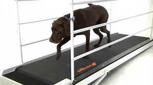 11 Best Dog Treadmills and Their Benefits