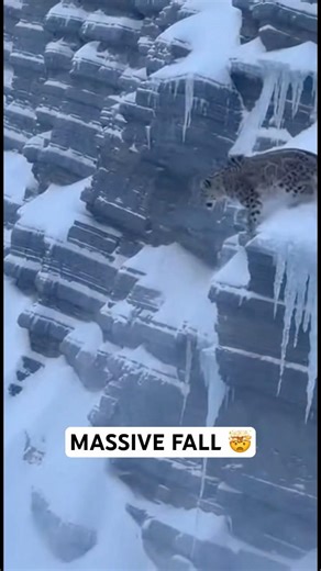 SNOW LEOPARD HAS HUGE FALL 🤯