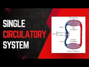 What is Single Blood Circulation? (Fish Circulatory System)