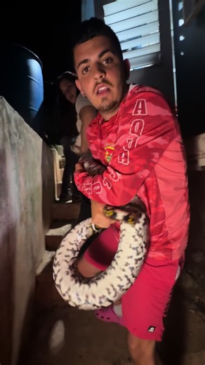 Pitón Reticulada Gigante en Bayamón, Puerto Rico