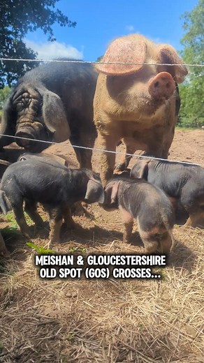 27 reactions | Who's ready to grow out a feeder pig or two for their own freezers? Try the best of both worlds. Old line Swine meets faster grow out with quality deep red meats . It's all in the proper feeding, hoof to soil ratio & allowing pigs to be pigs. #farmlife #homesteading #pasturedpork #pigs #pork #bacon #speciesappropriatediet #animal | Bad Baxter Farm | Facebook