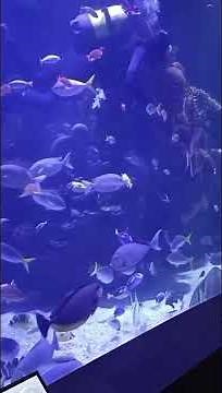 Oceanografico di Valencia, Spagna - Il più Grande Acquario d'Europa #valencia #oceanografic #spain