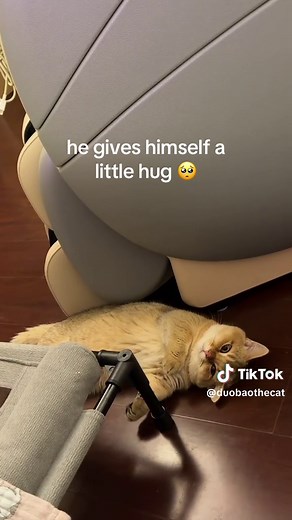 Munchkin Cat Duobao: Adorable Self-Hug Moment Caught