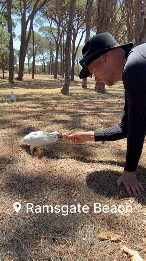 @damongoesexploring on Instagram: "I just had a fun interaction with some Sulphur Crested Cockatoos who come to feed in the pine forest near Ramsgate beach and Dolls Point. #Ramsgatebeach #dollspoint #sansouci #sydney #australia #birdlovers #cockatoo #animals #beach#outdoors #exploring"