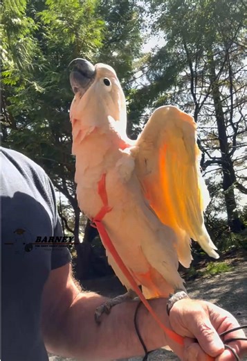 Barney the West Coast Cockatoo on TikTok
