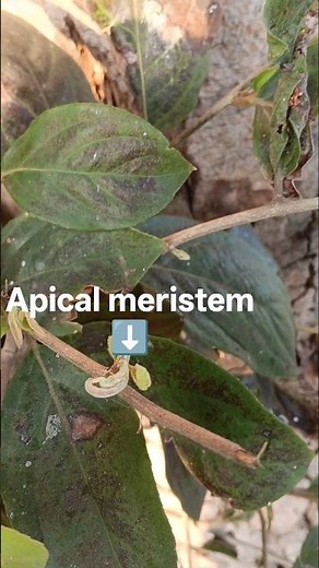 Apical meristem||Morphology of flowering plants #ncertbiology #jitendrajaiswalsir #neet #shorts