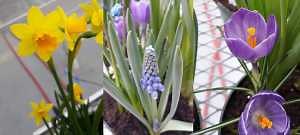 Is it too late to plant bulbs?