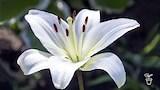 Easter Lilies - Gardening Australia