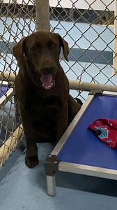 “Maybe if I don’t look, this human will go away.” Bowershwine arrived at the shelter yesterday. Her owner couldn’t keep her, so we are hoping to find her a new home. We haven’t had her long enough to pass on a lot of information, except to say that she has a beautiful chocolate brown coat and she is a bit frightened here at the shelter. I am sure she would like to get back into a real home as soon as possible. You are welcome to stop by the shelter this Saturday and visit. Please let all your fr