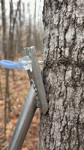 How to pull taps on a sugar maple tree