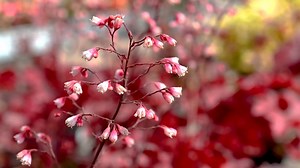 Hosta Companion Plants