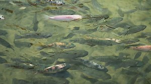 Fish swimming along in a pond - Free Stock Video
