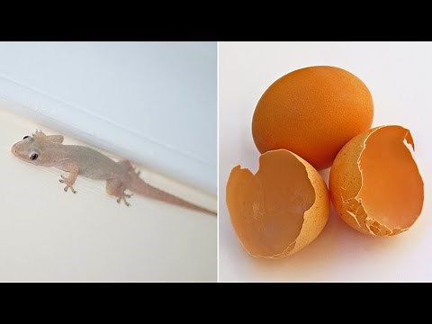 How To Get Rid Of Lizards In Your Home Permanently - Remove All Lizards From Home Naturally!