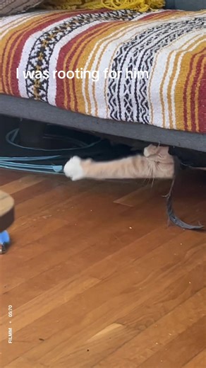 Bisk the Orange Cat's Hidey Hole Adventure