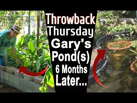 Growing Edible Plants in a fish pond Self Sustaining