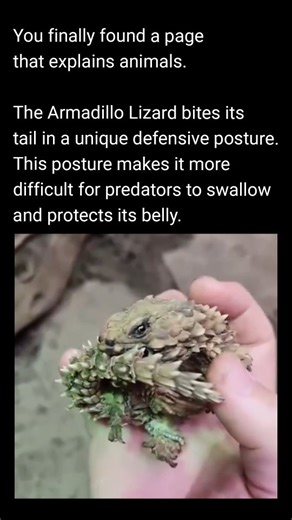 Explain Animals on Instagram: "The Armadillo Lizard isn’t just cute, it’s a tiny tank! 🦎 When threatened, it bites its own tail and curls into a spiky ball, making it almost impossible for predators to swallow. This clever defense also shields its soft belly from harm. Found in rocky deserts of South Africa, these lizards show that even small animals can have big brains… or at least smart survival tricks! 🌍✨"