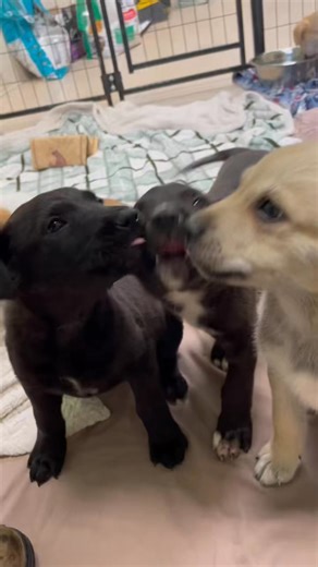 😘 The S Litter - A052432 - A052438 😘 What’s that? You haven’t snapped up a member of the Snuggle Squad yet?! What are you waiting for?!! Who doesn’t need more snuggles in their life? Stop by FBCAS and adopt one of these little cuties today! We’ll be open from 10-4PM. ☎️ (281) 342-1512 💻 www.fortbendcountypets.com 📍 1210 Blume Rd Rosenberg Tx 77471 | Fort Bend County Pets - Fort Bend County Animal Services