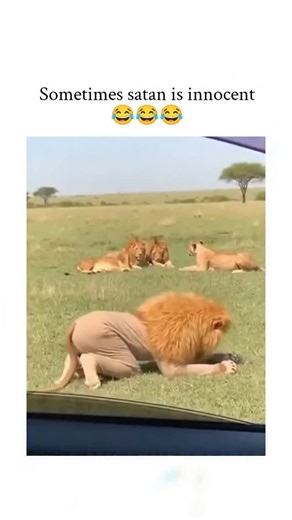 memer boy on Instagram: "The X post you linked is a hilarious video shared by @kadance01 (KæDance ) on January 26, 2026, with the caption: "Sometimes satan is innocent "Video description:It's a ~15-second clip filmed at what appears to be a drive-through safari park or lion enclosure. A person (seemingly a man) is inside a caged area with several lions lounging around in the background. He's dressed in a full-body monkey costume (furry suit with a monkey mask/head). He starts dancing playfully —