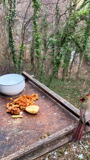 Baby Crows Exploring New Food