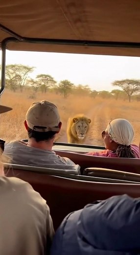 Lion Climbs Onto Safari Jeep Hood, Leaving Tourists Frozen but Shockingly Calm Serengeti National Park, Tanzania – November 20, 2025 A safari group found themselves face-to-face with one of Africa’s most powerful predators when a massive white-maned lion suddenly leapt onto the hood of their open-air Jeep, staring directly into the vehicle as cameras rolled. The footage shows the lion approaching with deliberate steps before rising up and placing both paws on the hood, towering over the tourists